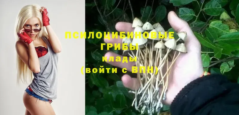 Галлюциногенные грибы Cubensis  наркота  гидра как зайти  Вичуга 